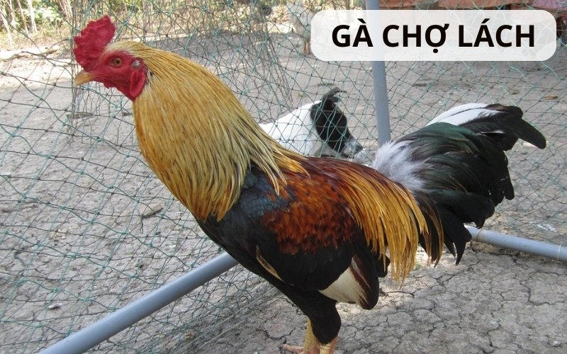 https://www.eetstoornismanagement-anyyou.nl/im/storage/cac-giong-ga/ga-cho-lach-1.jpg